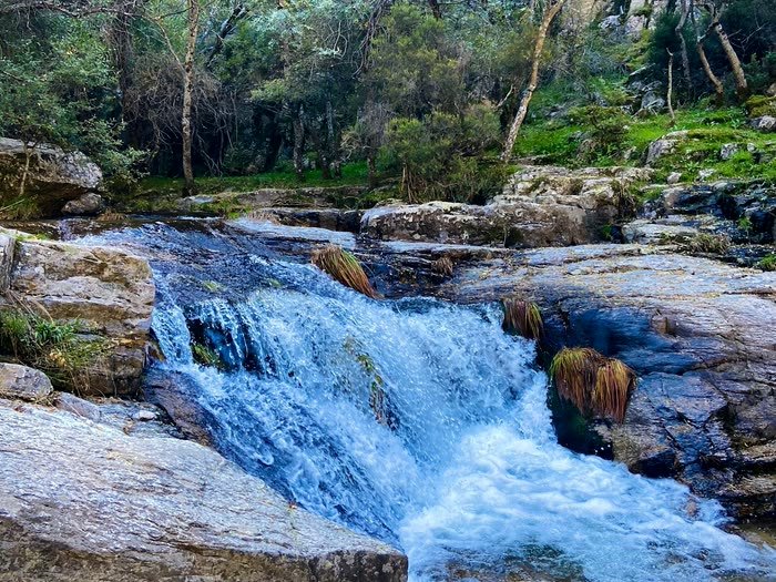 El río bajando entre rocas y pinos