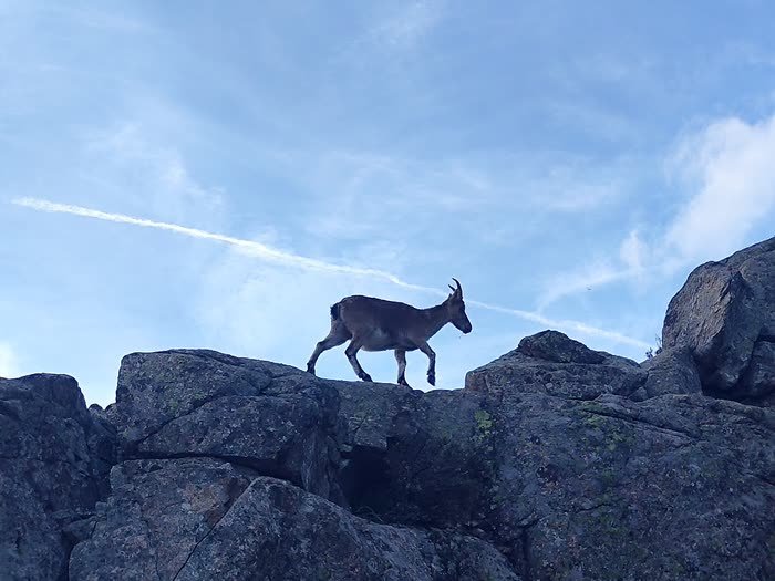 Una cabra montés en lo alto de las rocas