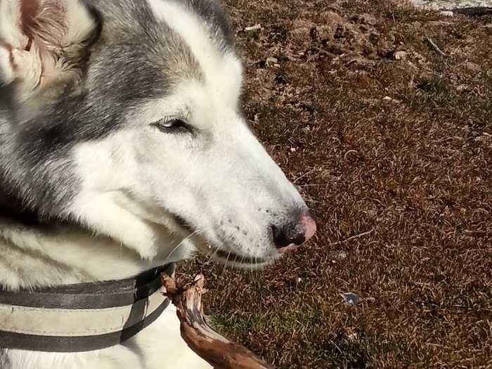 Un husky tumbado en la hierba